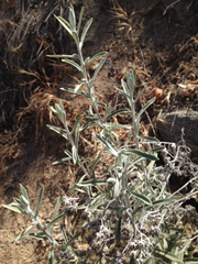 Pseudognaphalium microcephalum