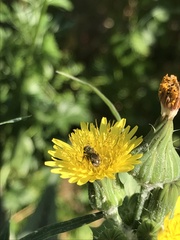 Halictinae