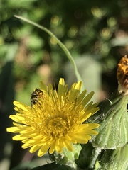Halictinae