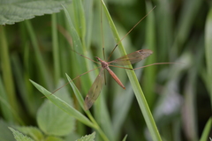 Tipula fulvipennis