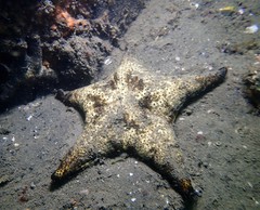 Anthenea sidneyensis