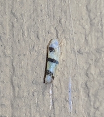 Empoa gillettei