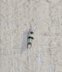 Empoa gillettei
