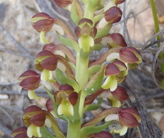 Brachycorythis macowaniana