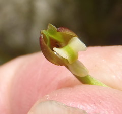 Brachycorythis macowaniana