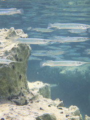 Zenarchopterus dispar