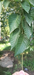 Ulmus pumila