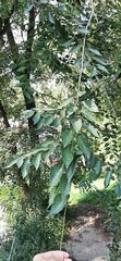 Ulmus pumila