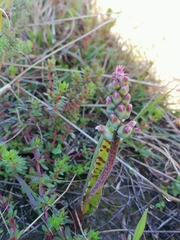 Lachenalia judithiae