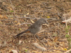 Curruca subcoerulea cinerascens