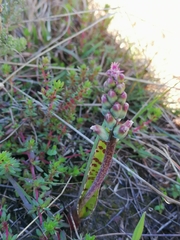 Lachenalia judithiae