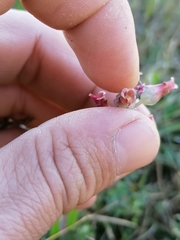 Lachenalia judithiae