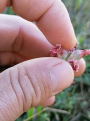 Lachenalia judithiae