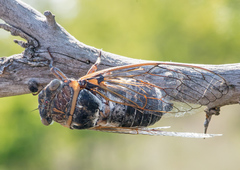 Lyristes plebejus