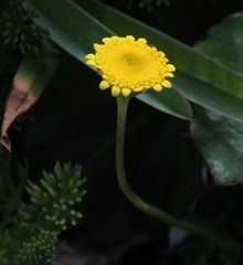 Cotula discolor