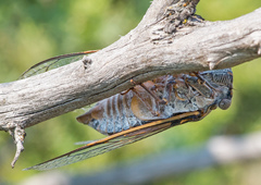 Lyristes plebejus