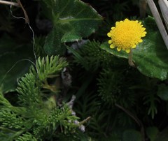 Cotula discolor