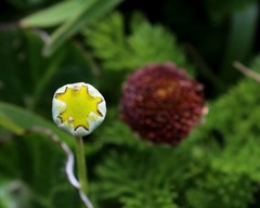 Cotula discolor