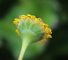 Cotula discolor