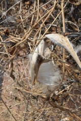 Pergularia daemia daemia