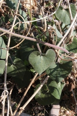 Pergularia daemia daemia