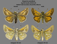 Hesperia assiniboia