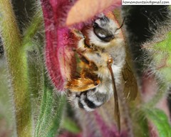 Anthophora patruelis