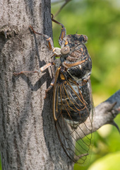 Lyristes plebejus