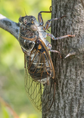 Lyristes plebejus