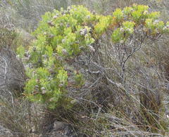 Paranomus abrotanifolius