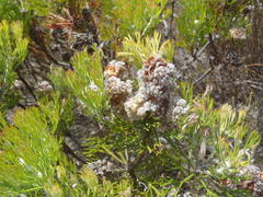 Paranomus abrotanifolius