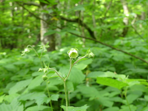 Image of Geum geniculatum by (c) botanygirl, some rights reserved (CC BY)