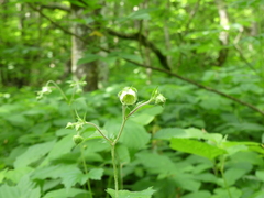 Geum geniculatum