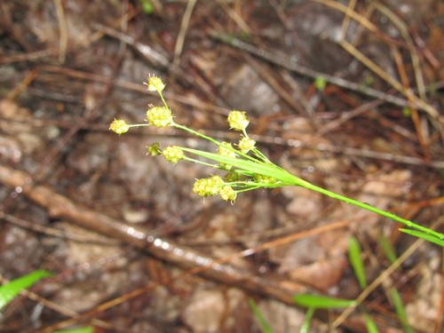 Luzula pallidula iNat (2)
