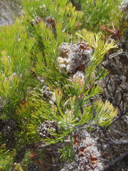 Paranomus abrotanifolius