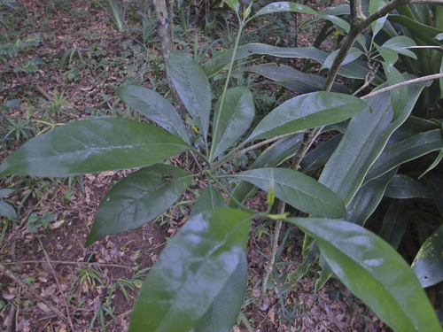 Pavetta bowkeri