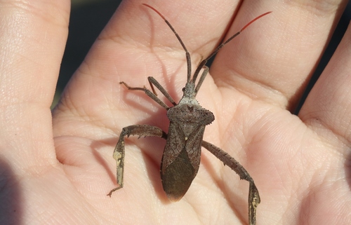 Acanthocephala alata