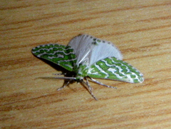 Argyrographa moderata