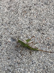 Conocephalus saltans