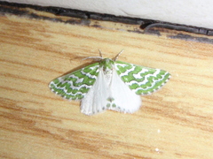 Argyrographa moderata