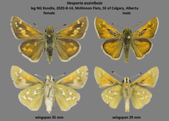 Hesperia assiniboia