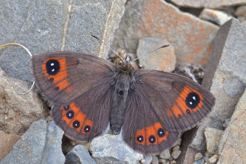 Erebia iranica