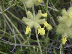 Stachys aurea