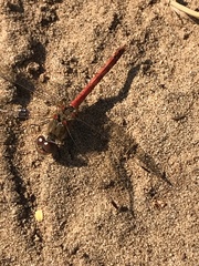 Sympetrum striolatum