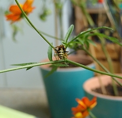 Polistes dominula