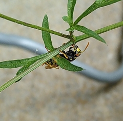 Polistes dominula