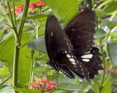 Papilio castor