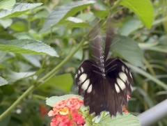 Papilio castor