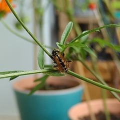 Polistes dominula