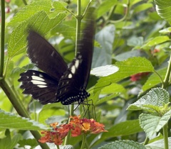 Papilio castor
